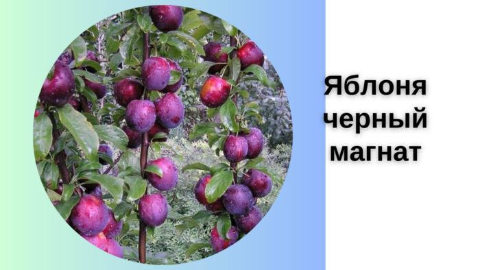 Яблоня черный магнат описание сорта
