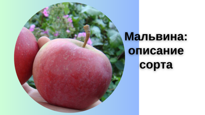 Мальвина описание сорта
