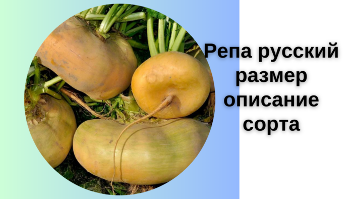 Репа русский размер описание сорта