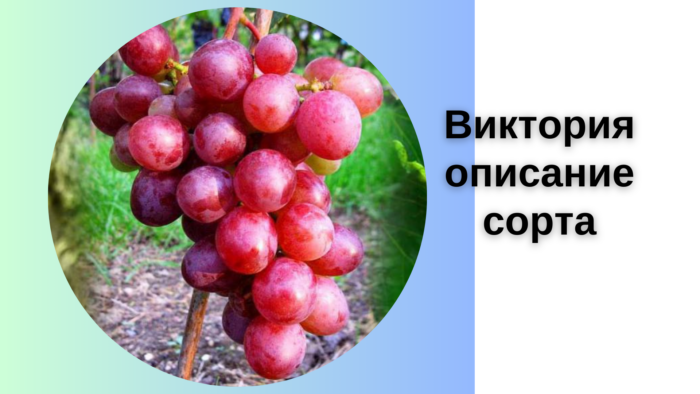 Виктория описание сорта