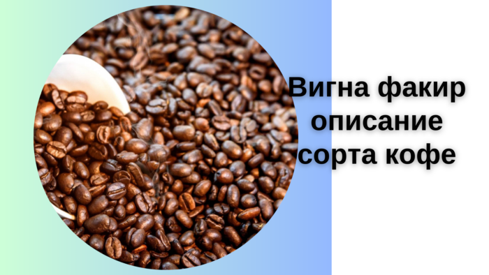 Вигна факир описание сорта кофе