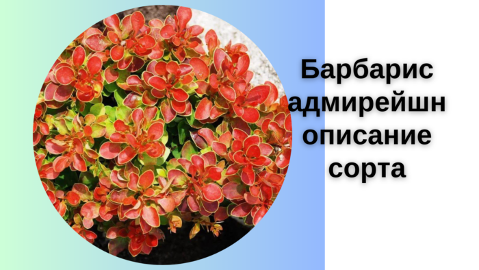 Барбарис адмирейшн описание сорта