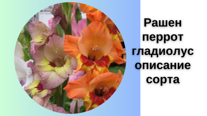 Рашен перрот гладиолус описание сорта
