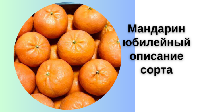 Мандарин юбилейный описание сорта