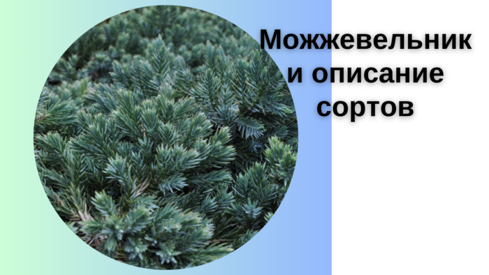 Можжевельники описание сортов