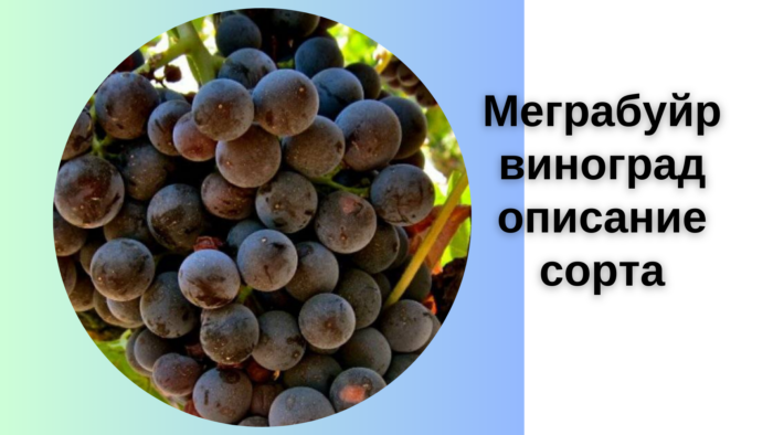 Меграбуйр виноград описание сорта