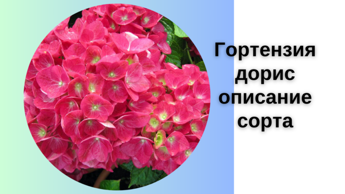 Гортензия дорис описание сорта
